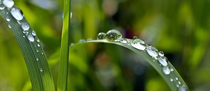 grass-natural-leaf